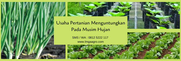 usaha pertanian, pertanian, budidaya tanaman, musim hujan, hujan, lmga agro