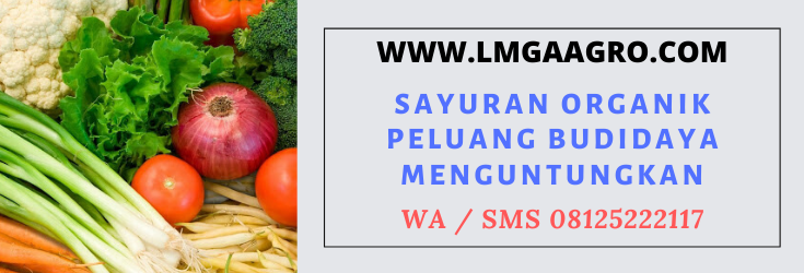 sayuran, organik, peluang, budidaya, usaha, menguntungkan