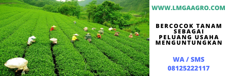 bercocok tanam, bertani, petani, indonesia, sawah, lahan, tani