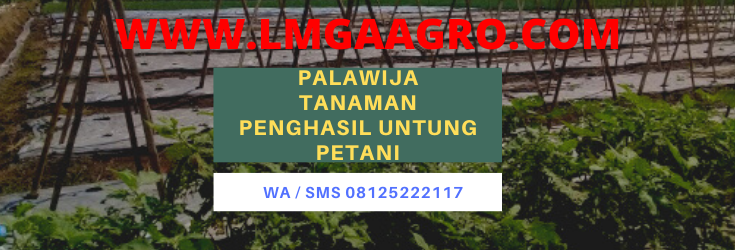 palawija, tanaman, penghasil, untung, petani