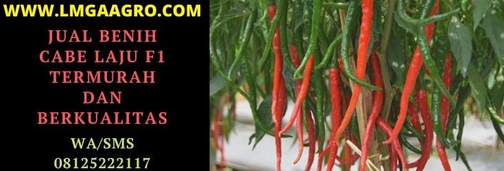 jual, benih, cabe, laju, f1, laju f1, hibrida, panah merah