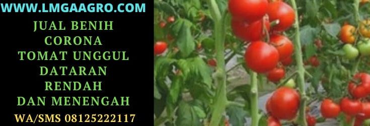 jual benih tomat Corona, jual, benih, tomat, unggul, dataran, rendah, menengah, corona, f1, Lmga Agro, Toko Pertanian, Toko Tani, Toko Pertanian Terdekat