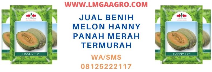 jual, benih, melon, hanny, f1, panah merah, termurah