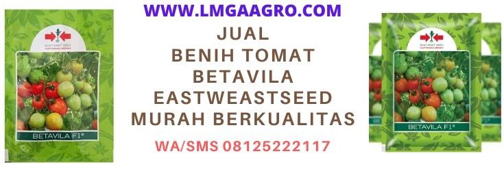 jual, benih, bibit, tomat betavila, betavila f1, panah merah, murah