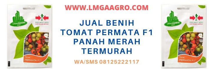 termurah, f1 permata, hibrida, tomat hibrida, tomat permata f1