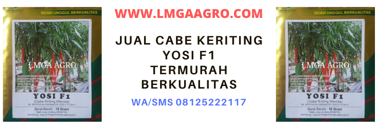 termurah, berkualitas, hibrida, yosi