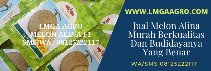 jual, melon, alina, f1, murah, berkualitas, harga, benih, bibit, buah