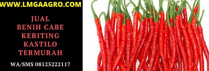 jual, benih, cabe, cabai, keriting, kastilo, termurah, f1, hibrida