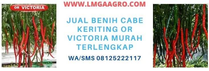 terlengkap, berkualitas, jual, bibit, benih, cabai keriting, cabai, or victoria