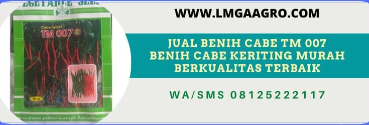 cabe, cabai, tani murni, tm seeds, indonesia, terbaik, berkualitas