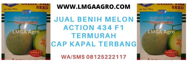 benih melon acction 434, bibit melon action 434, melon action 434 f1, bisi, cap kapal terbang, termurah, benih, bibit, online, shop, olshop, online shop, lmga agro, toko pertanian, toko pertanian terdekat