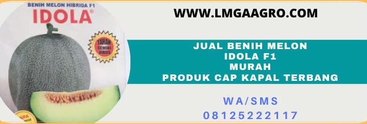 jual, benih, melon hibrida idola, kapal terbang, bisi
