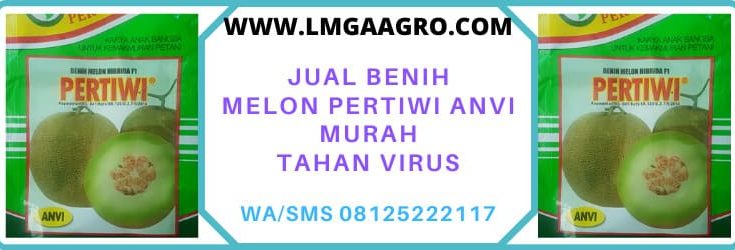 jual, benih, bibit, melon pertiwi anvi, buah, buah buahan, harga murah