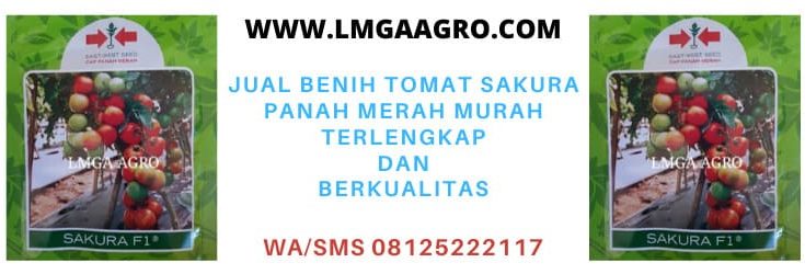 terlengkap, sakura f1, tomat sakura, buah tomat hibrida sakura, lmga agro, toko pertanian lmga agro, online shop, olshop, pertanian, petani, benih, bibit
