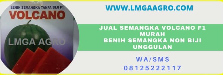 jual beli, beli, benih, bibit, semangka, non biji, semangka non biji, termurah