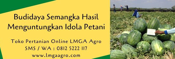 budidaya semangka,benih semangka,buah semangka,semangka kuning,semangka merah,bibit semangka,lmga agro