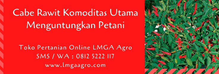 cabe rawit,cabe,benih cabe,budidaya cabe,lmga agro