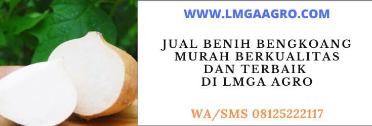 Jual benih bengkoang murah, jual, benih, bengkoang, murah, berkualitas, terbaik, jual benih bengkoang, harga murah