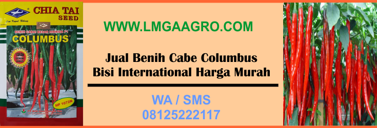 benih, cabe, columbus, bisi, international, harga, murah