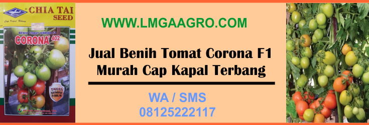 jual, benih, tomat, corona, murah, cap, kapal, terbang