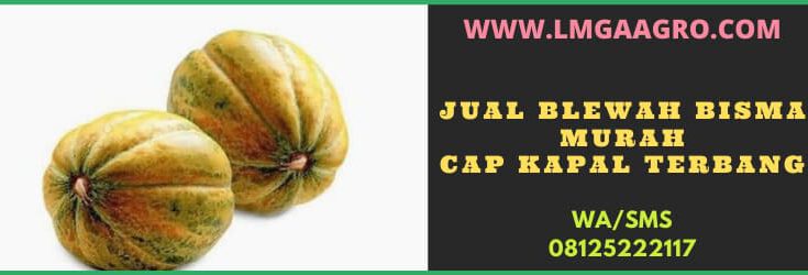 jual, blewah, buah, buah buahan, blewah bisma, jual blewah bisma murah, toko pertanian, toko online, harga murah, diskon, promo, manfaat blewah, es blewah, lmga gro, toko pertanian, toko pertanian terdekat