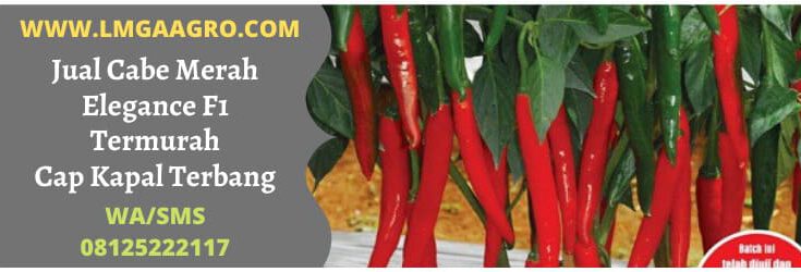 cabe merah, cabai merah, cabe, cabai, cap kapal terbang, kapal terbang, f1, hibrida, cabe merah elegance, cabai merah elegance, hibrida, lmga agro, toko pertanian, toko pertanian terdekat