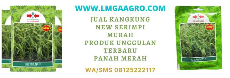 jual kangkung new serimpi, unggulan, terbaru, berkualitas, terbaik, jual, benih, bibit, sayur kangkung, sayuran kangkung, termurah, terlengkap, toko, toko pertanian, online, toko pertanian terdekat