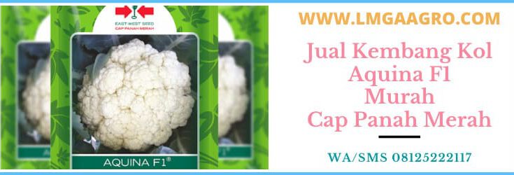 jual, kembang kol, bunga kol, murah, panah merah, cap panah merah, lmga agro, lmga