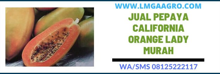 orange lady murah, benih, bibit, jual pepaya california, papaya, kates, gedang