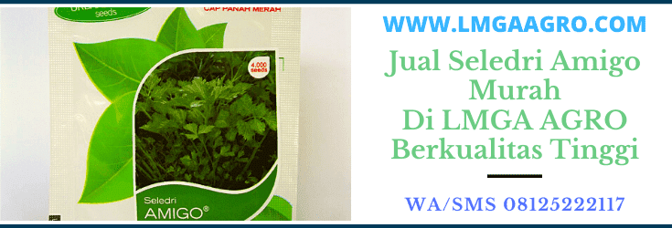 jual, seledri, amigo, murah, harga murah, berkualitas, tinggi