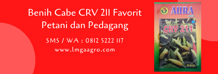 benih cabe,cabe crv 211,cabe rawit,bibit cabe,budidaya cabe,aura seed,lmga agro
