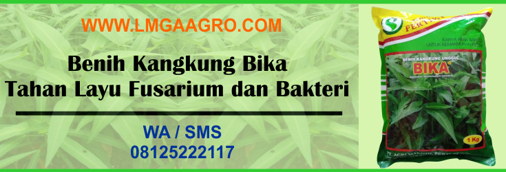 benih, kangkung, bika, tahan, layu fusarium, bakteri