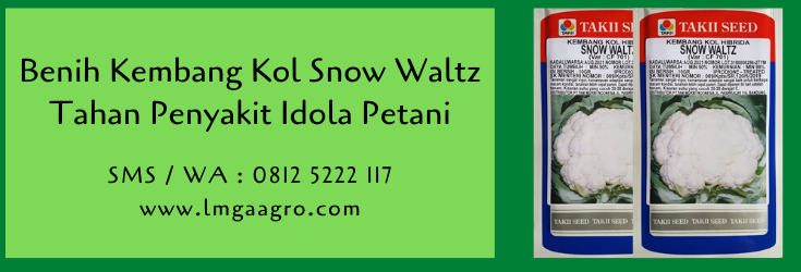 kembang kol,benih kembang kol,benih kol,bunga kol,budidaya bunga kol,kembang kol snow waltz,lmga agro