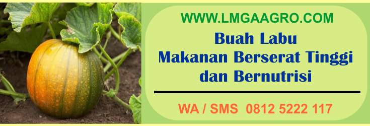 buah, labu, makanan, berserat, tinggi, bernutrisi