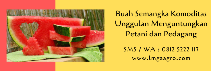 semangka,buah semangka,budidaya semangka,semangka kuning,semangka merah,pertanian,lmga agro