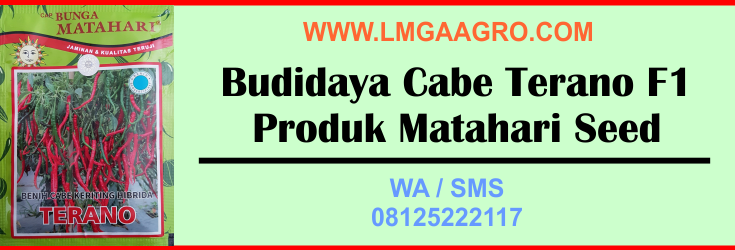 budidaya, cabe, terani f1, produk, matahari seed