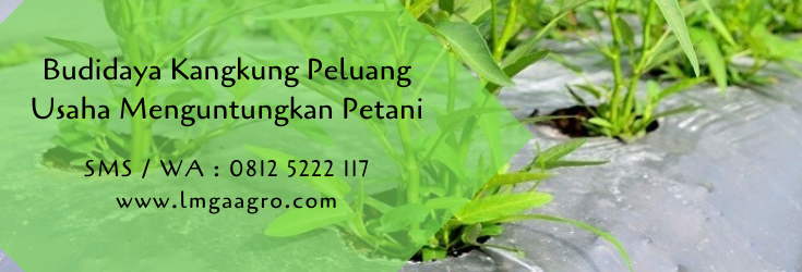 kangkung,budidaya kangkung,cara menanam kangkung,benih kangkung,bibit kangkung,budidaya tanaman,lmga agro