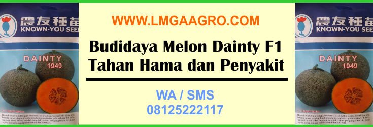 Budidaya, Melon, Dainty F1,Tahan, Hama, dan, Penyakit