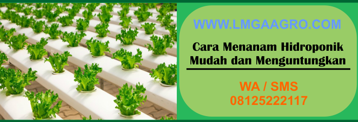 cara, menanam, hidroponik, mudah, menguntungkan