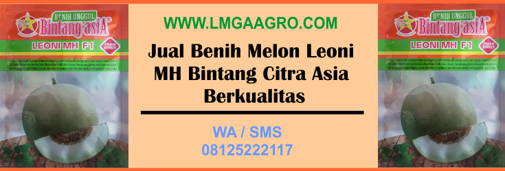 jual, benih, melon, Leoni, MH, Bintang, Citra, Asia, Berkualitas