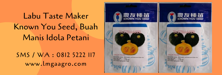 labu taste maker,labu,buah labu,budidaya labu,waluh,tanaman labu,lmga agro,known you seed