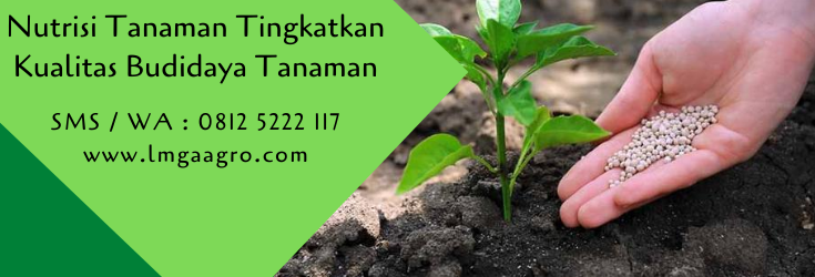 nutrisi tanaman,budidaya tanaman,pertanian,petani,benih tanaman,bibit tanaman,lmga agro,usaha pertanian,pupuk pertanian,pupuk