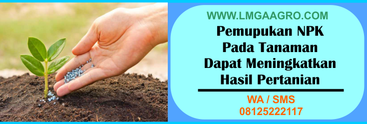 pemupukan, tanaman, meningkatkan, hasil, pertanian