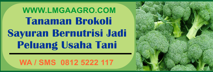 tanaman, brokoli, sayuran, bernutrisi, peluang, usaha, tani
