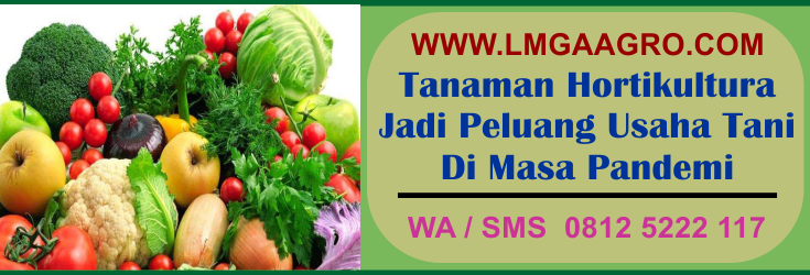 Tanaman, hortikultura, peluang, usaha, tani, masa, pandemi
