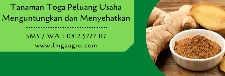 tanaman toga,tanaman obat,budidaya tanaman,toga,peluang usaha,usaha pertanian,lmga agro,pertanian