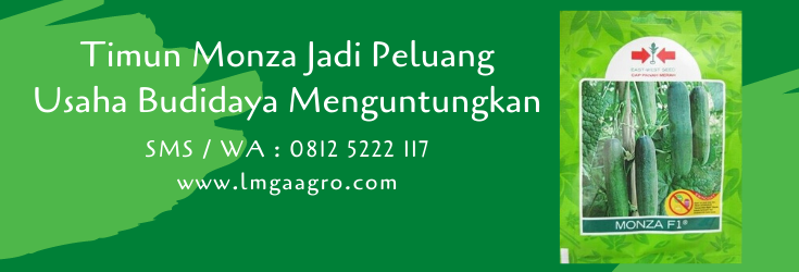 timun monza,budidaya timun,benih timun,bibit timun,cara menanam timun,timun,mentimun,ketimun,lmga agro