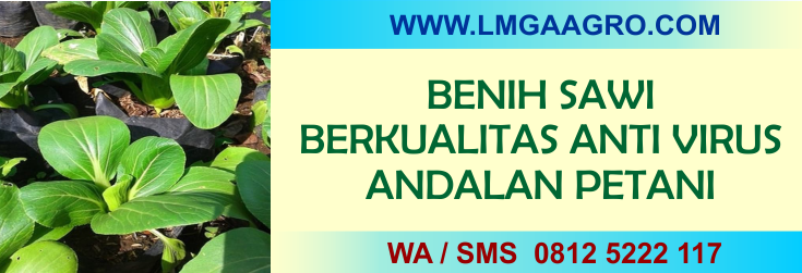 benih, sawi, berkualitas, anti, virus, andalan, petani