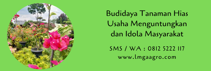 budidaya tanaman,tanaman hias,pertanian,usaha pertanian,budidaya tanaman hias,lmga agro