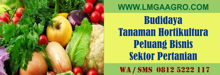 budidaya, tanaman, hortikultura, peluang, bisnis, sektor, pertanian